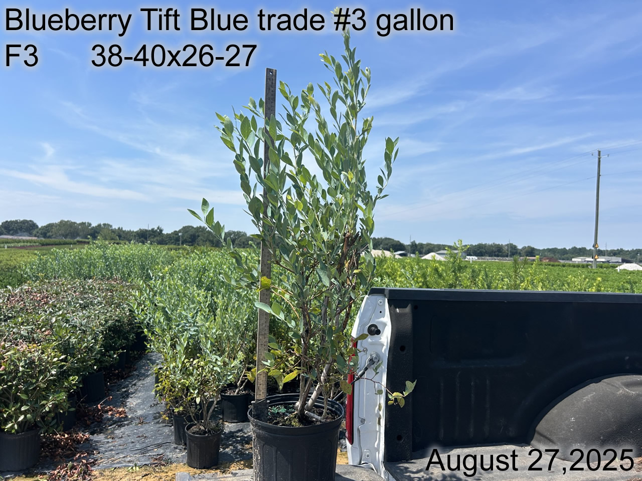 gallery/btb3t f3 aug25.jpg